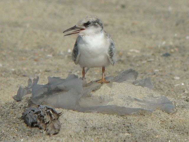 Least Tern Least Tern